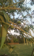 Prunus serotina capuli