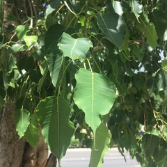 Ficus