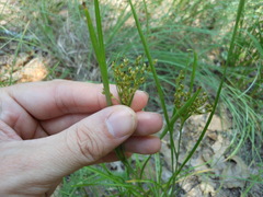 Juncus dudleyi