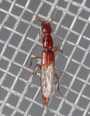 Biocrypta prospiciens