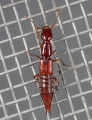 Biocrypta prospiciens