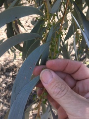 Acacia harpophylla