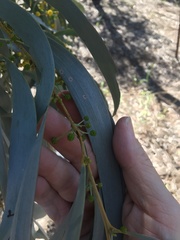 Acacia harpophylla
