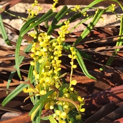 Dioscorea hastifolia