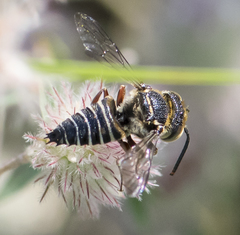 Coelioxys germanus