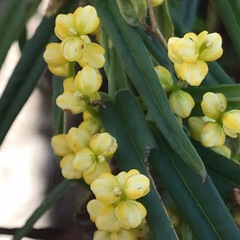 Dioscorea hastifolia