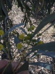 Acacia harpophylla