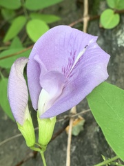 Clitoria mariana