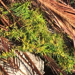 Dioscorea hastifolia