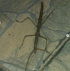 Cladomorphus phyllinus