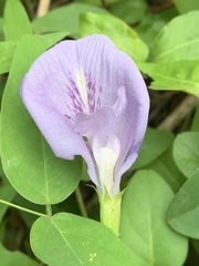 Clitoria mariana