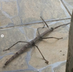 Cladomorphus phyllinus