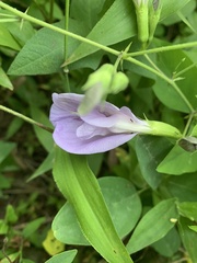 Clitoria mariana