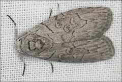 Elesma subglauca