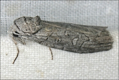 Elesma subglauca