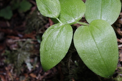 Streptopus streptopoides