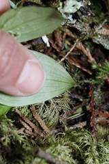 Streptopus streptopoides
