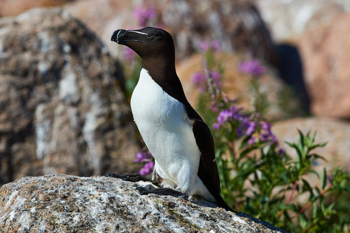 Pingouin torda