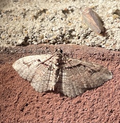 Costaconvexa