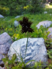 Divisae