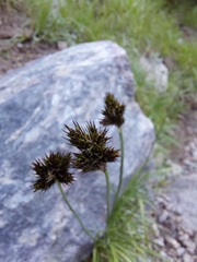 Divisae