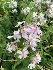Saponaria officinalis