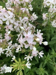 Saponaria officinalis
