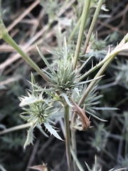 Eryngium petiolatum