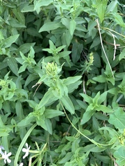 Saponaria officinalis