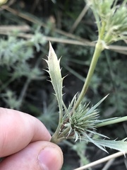 Eryngium petiolatum