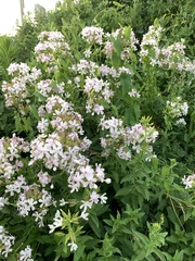 Saponaria officinalis