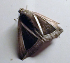 Chalciope alcyona