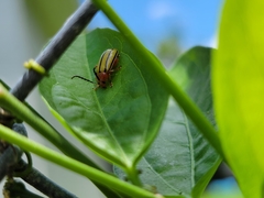 Disonycha quinquelineata
