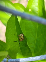 Disonycha quinquelineata