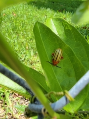 Disonycha quinquelineata