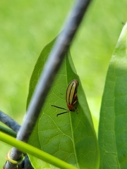Disonycha quinquelineata
