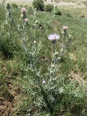 Cirsium mohavense