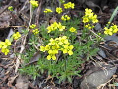 Draba albertina