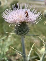 Cirsium mohavense