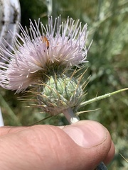 Cirsium mohavense