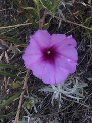 Ipomoea leptophylla