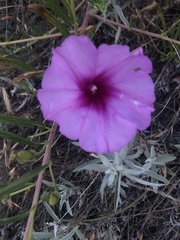 Ipomoea leptophylla