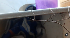 Otocraniella flagelloantennata