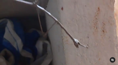 Otocraniella flagelloantennata