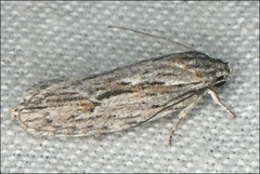 Agriophara leptosemela