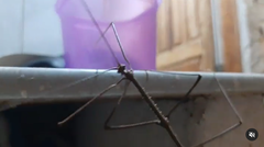 Otocraniella flagelloantennata