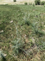 Cirsium mohavense