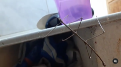 Otocraniella flagelloantennata