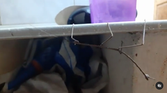 Otocraniella flagelloantennata