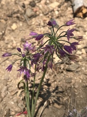 Allium campanulatum